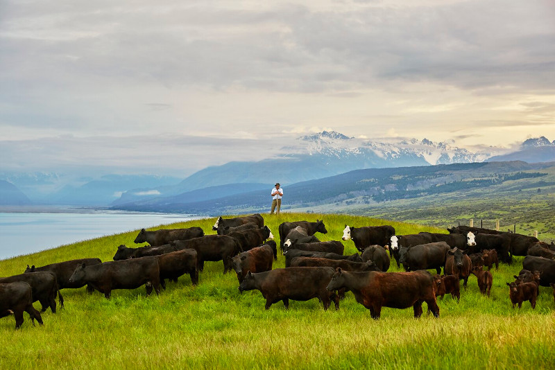 紐西蘭擁有溫和的氣候、大多數地區的充沛降雨量，以及大片適合畜牧的土地，所以牛隻可以被放養在戶外開闊的空間