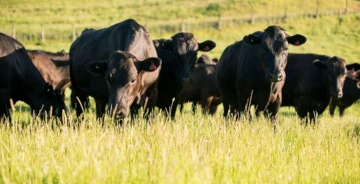 紐西蘭再生農牧